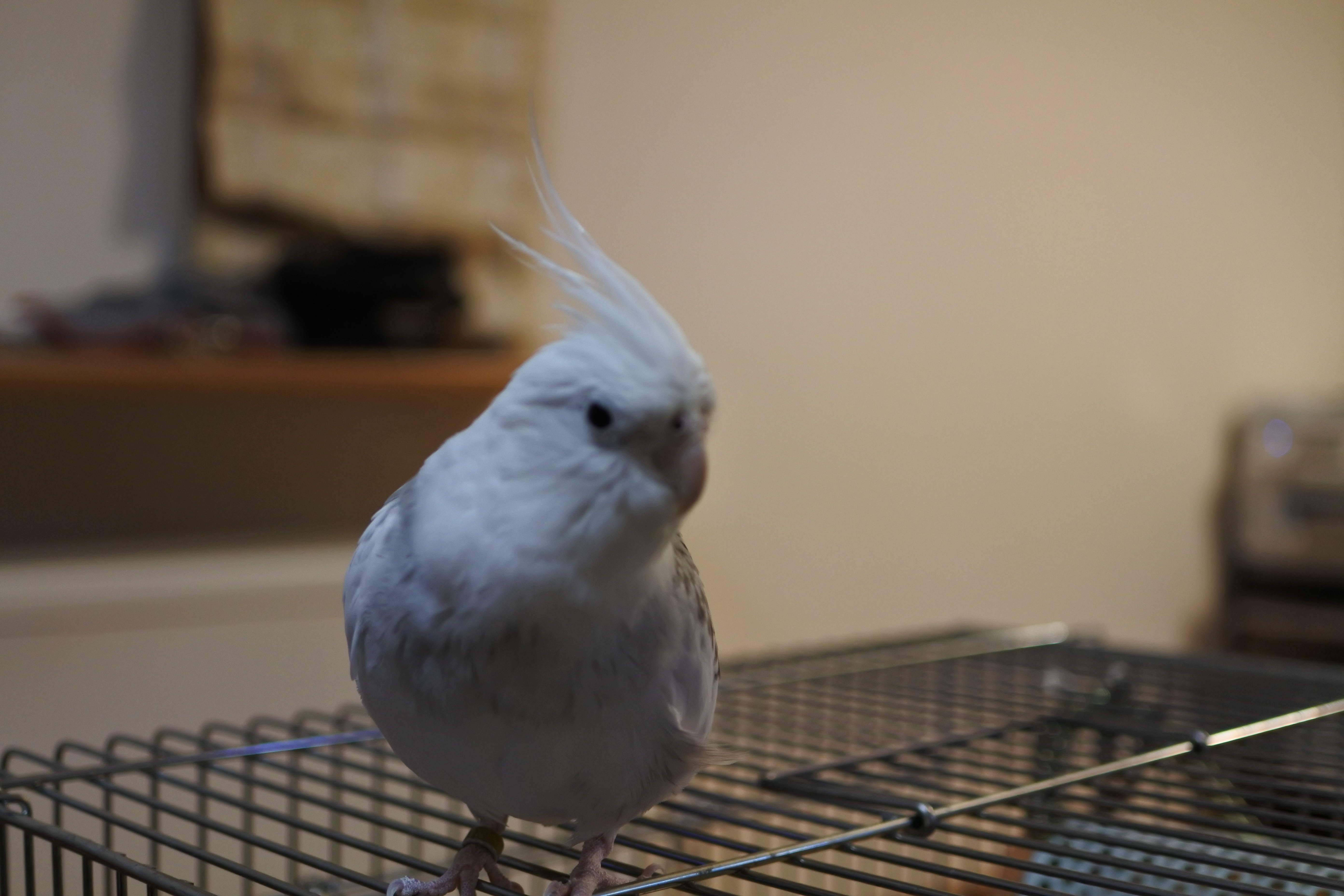 ミルの凛々しい姿。オカメインコ，ピコ＆ミルの日記