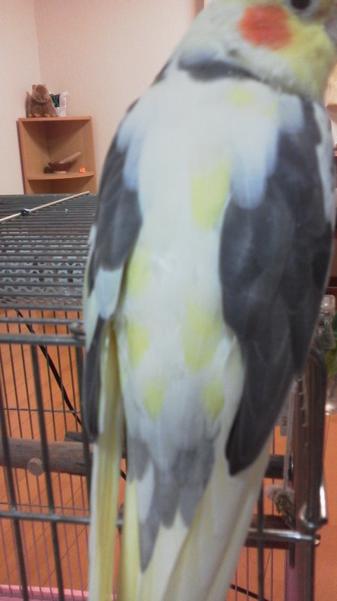 ピコの病気、肝疾患、黄色の斑点が！ピコ＆ミル日記