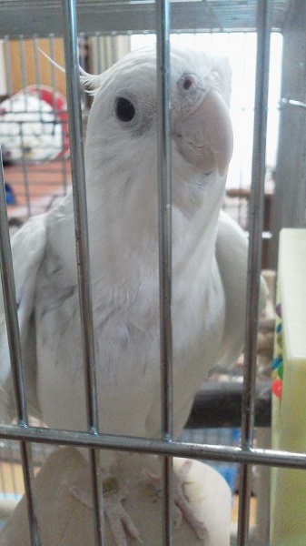 ミルの一番かわいい写真！オカメインコ，ピコ＆ミルの日記
