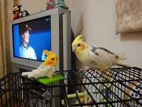 ピコのお友達ー？オカメインコ，ピコ＆ミルの日記