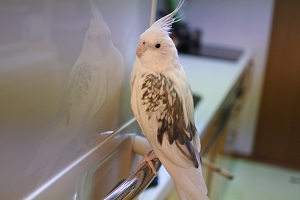 オカメインコのピコ＆ミルの日記