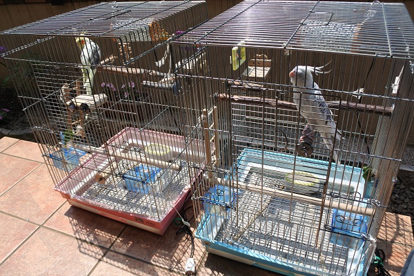 ピコ＆ミル日記，日向ぼっこするピコとミル