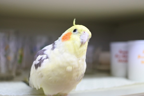 ピコ考え中ー，オカメインコ，ピコ＆ミルの日記