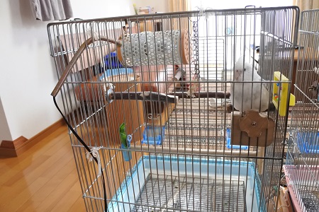 オカメインコのピコ＆ミルの日記