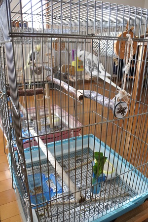 オカメインコのピコ＆ミルの日記
