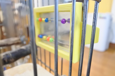 オカメインコのピコ＆ミルの日記