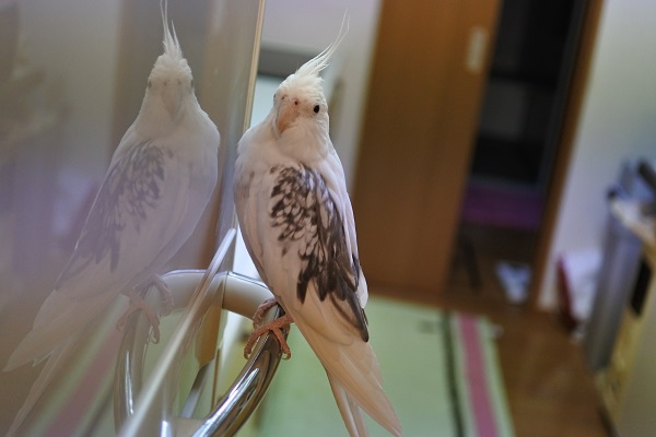 ミルのお得意の場所，オカメインコ，ピコ＆ミルの日記