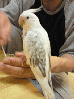 ミルも来たよ！オカメインコ，ピコ＆ミルの日記