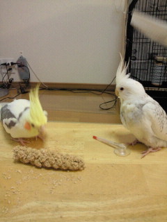 ミルは、ピコの食べるのを見て学習。オカメインコ，ピコ＆ミルの日記