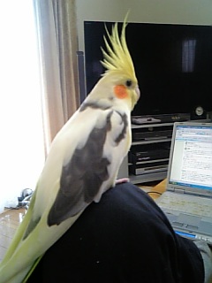 ピコは、パパの膝の上が大好き！オカメインコ，ピコ＆ミルの日記