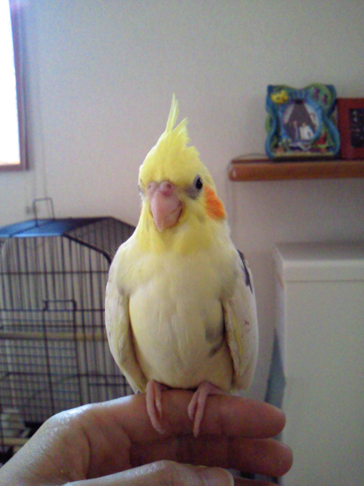 ピコようこそ！オカメインコ，ピコ＆ミルの日記