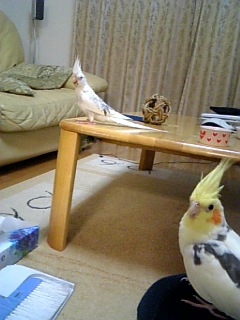 ピコとミルの複雑な関係。オカメインコ，ピコ＆ミルの日記