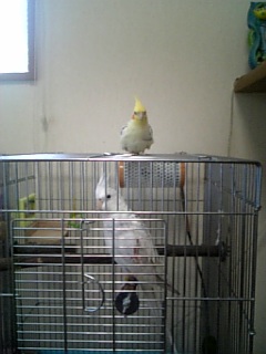 ピコが珍しくミルに近寄っています。オカメインコ，ピコ＆ミルの日記