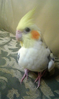 ピコは女の子でした。オカメインコ，ピコ＆ミルの日記