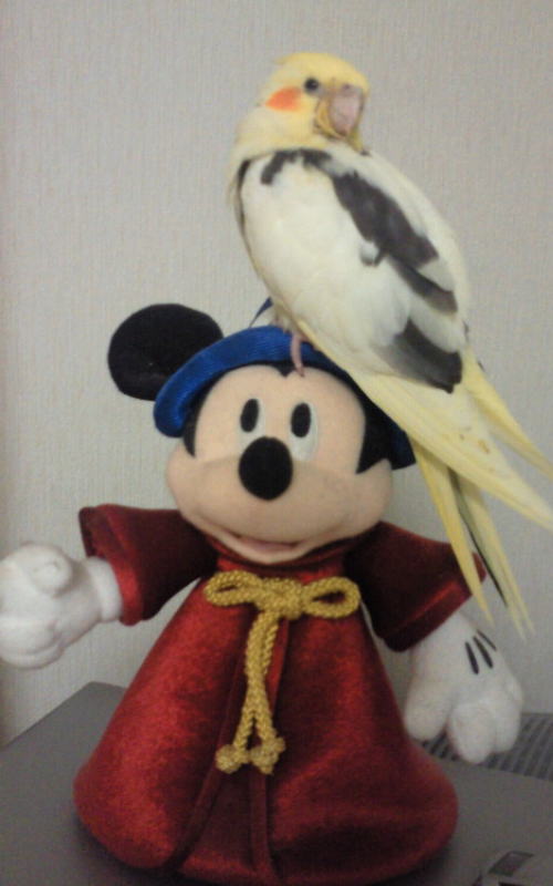 ピコ、ミッキーと遊ぶ。オカメインコ，ピコ＆ミルの日記