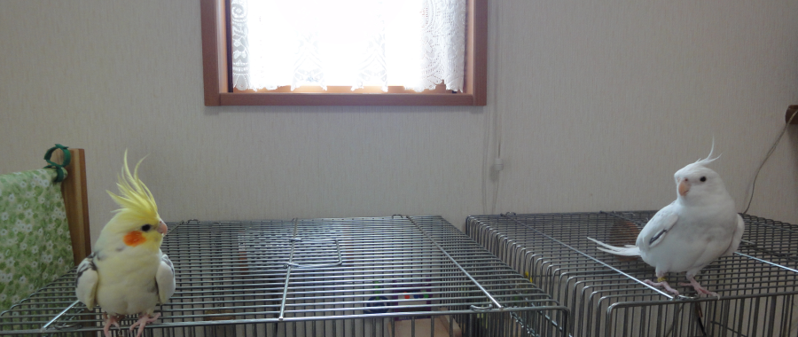 わが家のピコとミル/オカメインコ,ピコ&ミルの日記