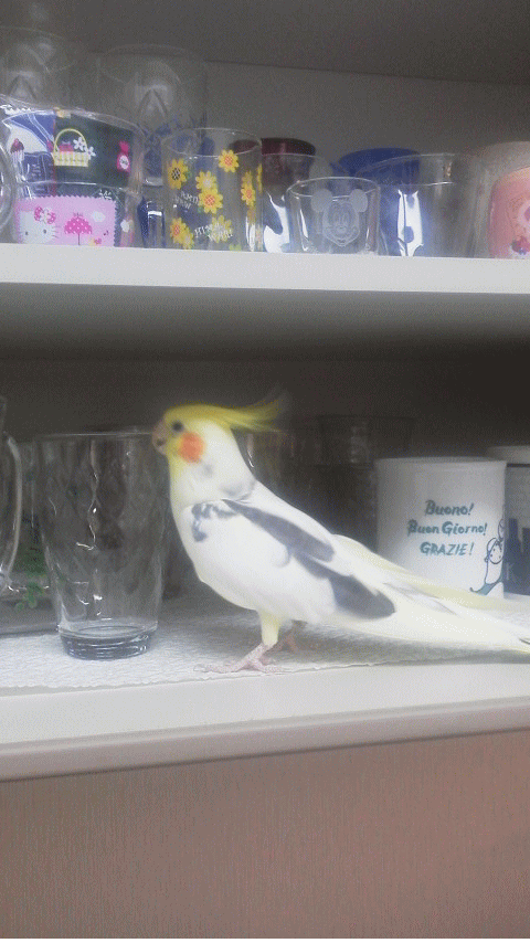 ピコの大好きな場所。