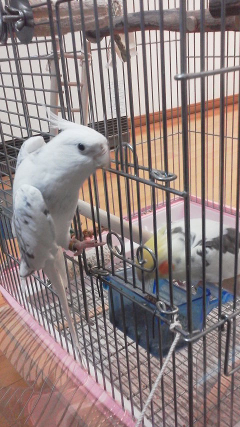 ピコちゃん！あそぼー