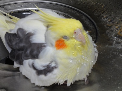 ピコの水浴びー、気持ち良いー！オカメインコ，ピコ＆ミルの日記