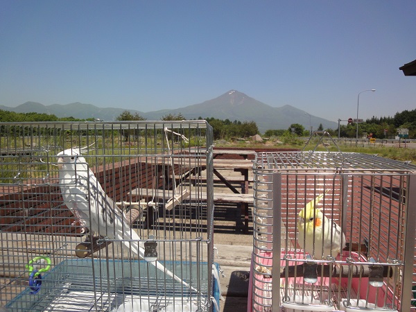 ピコとミル那須へお出掛け。磐梯ＳＡにて