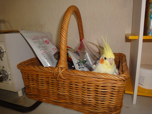 ピコの大好きな場所。オカメインコ，ピコ＆ミルの日記