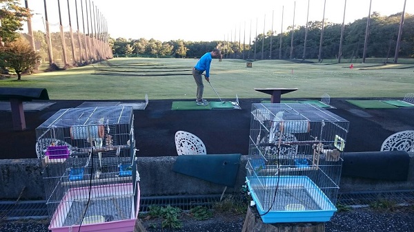 ピコとミルを連れて那須へ旅行。オカメインコ,ピコ&ミルの日記