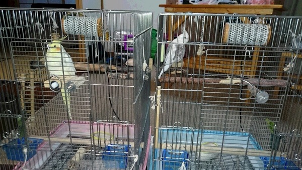 ピコとミルを連れて那須へ旅行。オカメインコ，ピコ＆ミルの日記