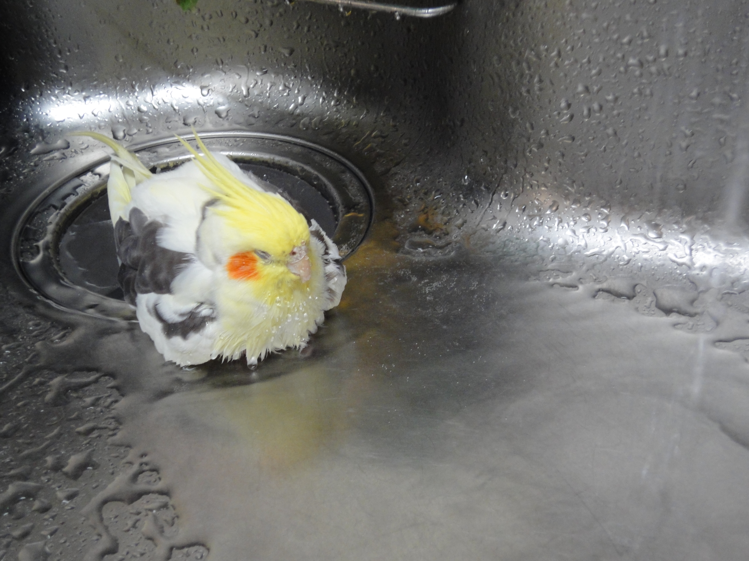 ピコの水浴び，ピコ＆ミルの日記