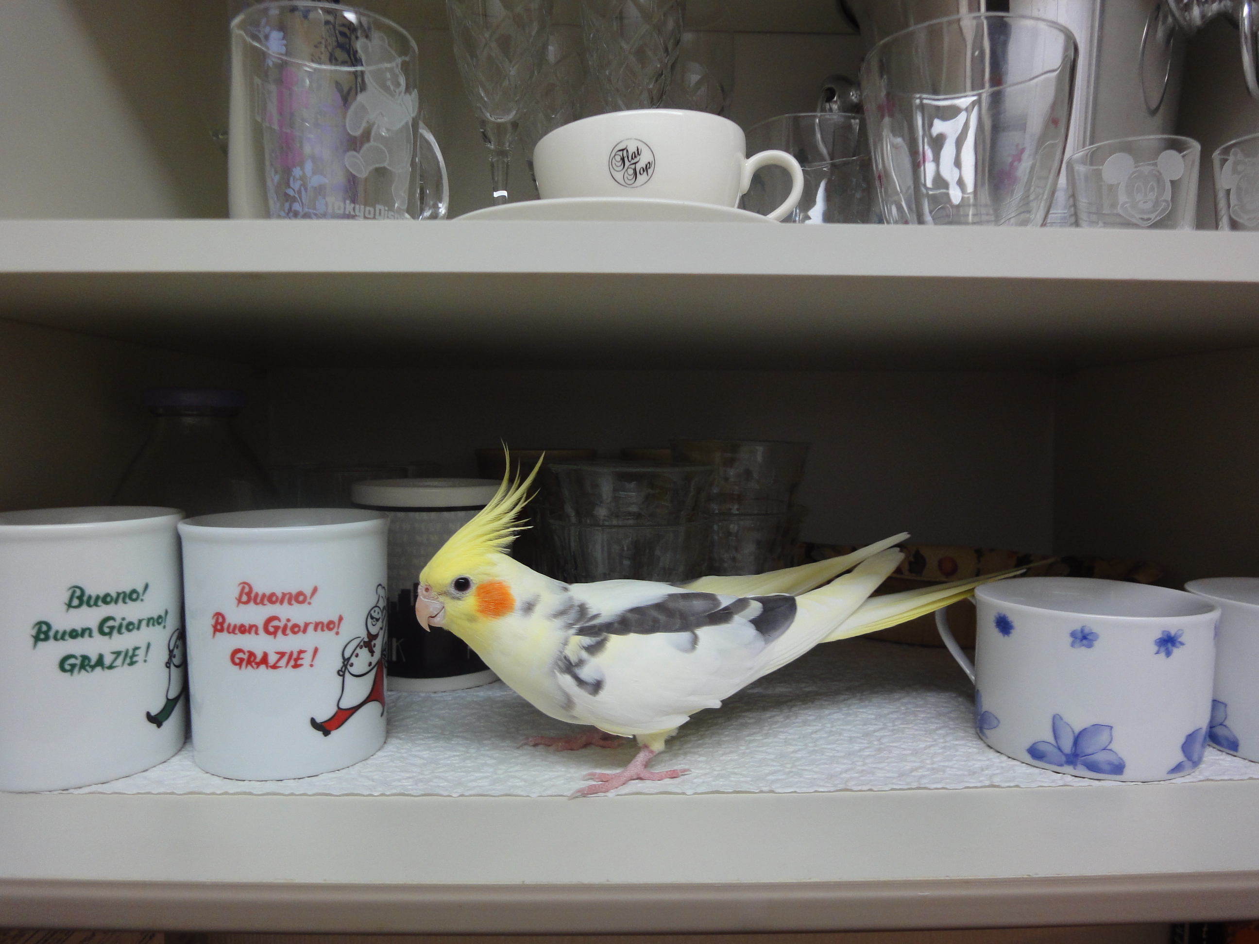 ピコの得意の場所，ピコ＆ミルの日記