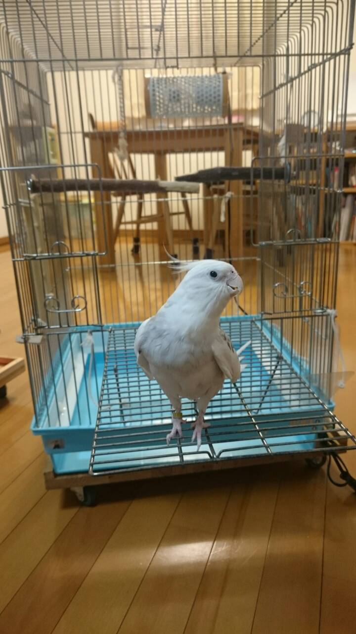 ミル登場、ピコ＆ミルの日記