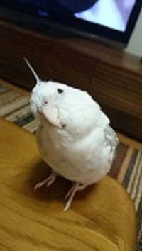 オカメインコブログ・ピコ＆ミルの日記
