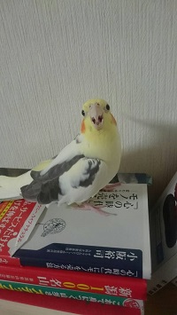 オカメインコブログ・ピコ＆ミルの日記