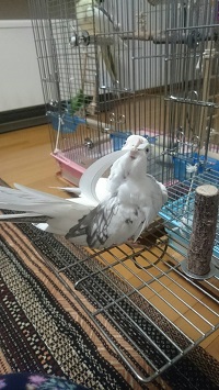 オカメインコブログ・ピコ＆ミルの日記