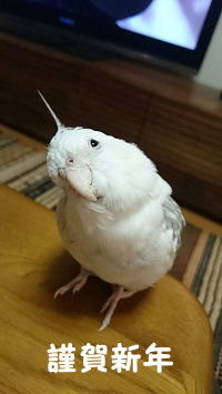 謹賀新年、オカメインコブログ・ピコ＆ミルの日記