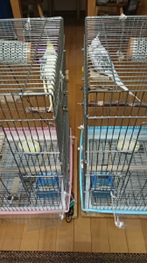 ピコとミルは良い子にお留守番・ピコ＆ミルの日記