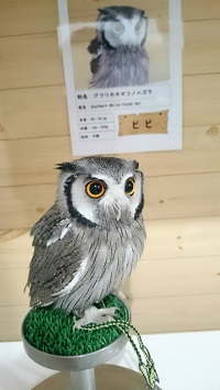 ふくろうカフェ・ピコ&ミルの日記