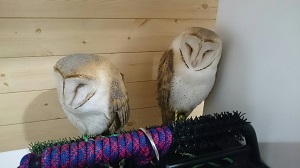 ふくろうカフェ・ピコ&ミルの日記