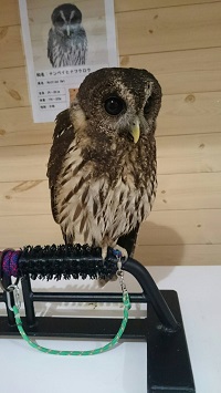 ふくろうカフェ・ピコ&ミルの日記