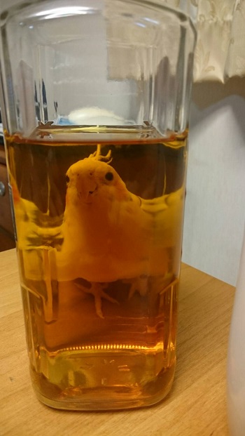 オカメインコのピコ＆ミルの日記，ピコがビン詰め？