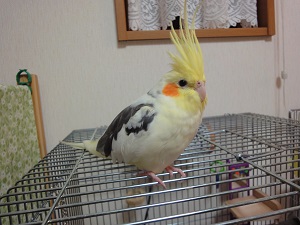 オカメインコのピコ＆ミルの日記